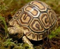 Görsel 3